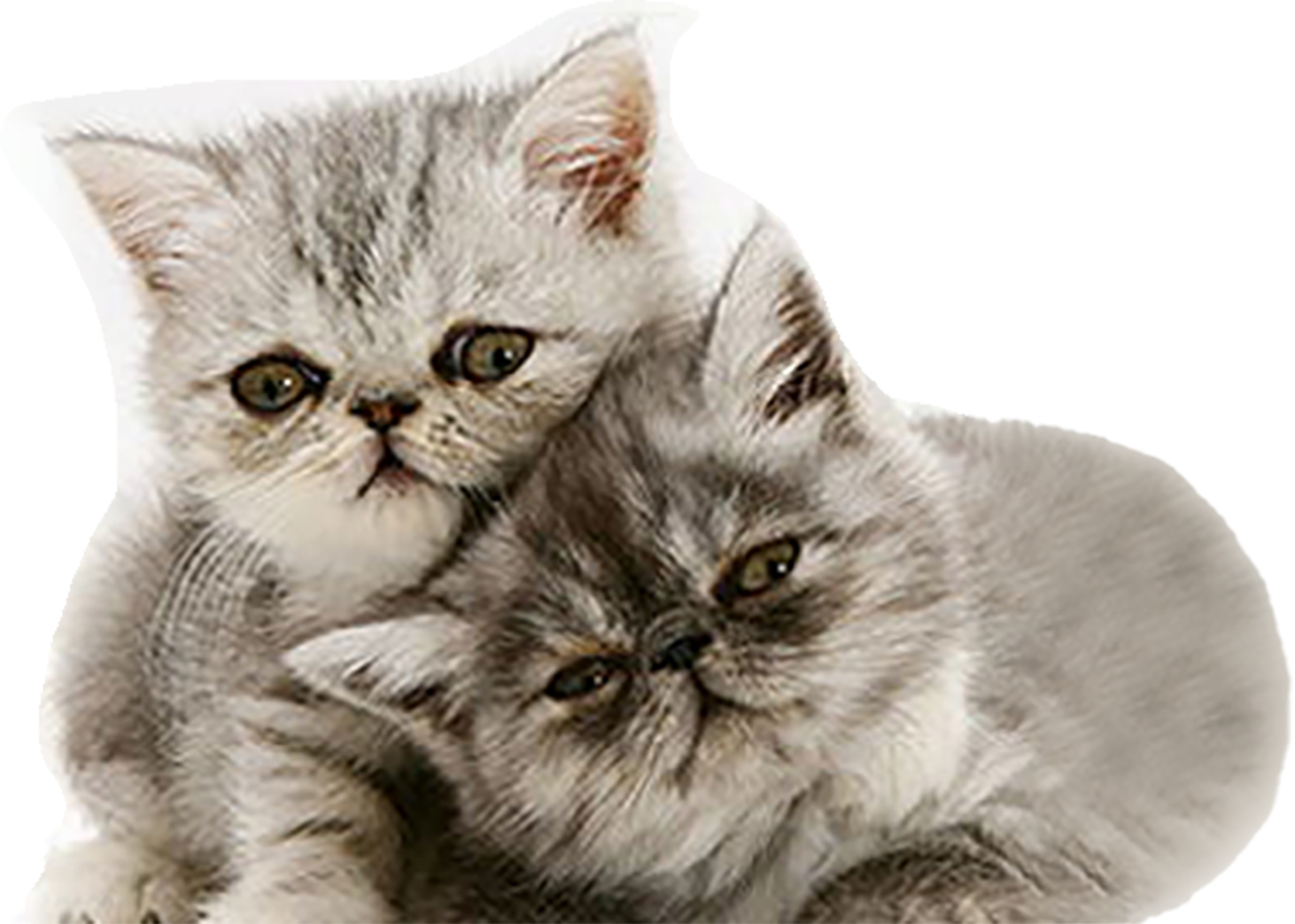 萌猫 萌萌可爱的小奶猫图片- 抖音